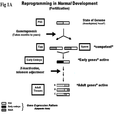 Reprogramming in normal development and nuclear cloning