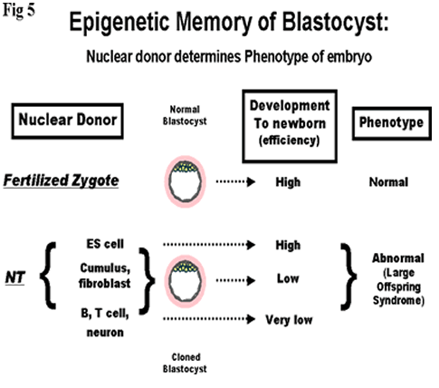 Blastocysts retain epigenetic memory of donor nucleus