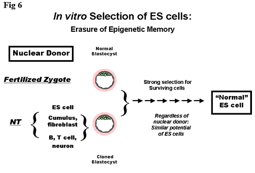 The establishment of ES cells from blastocysts erases epigenetic memory of donor nucleus