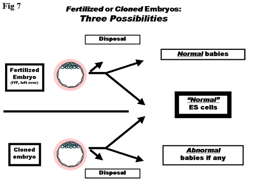 Normal and cloned embryos have three possible fates