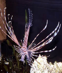 Pterois profile