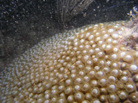 A star coral releases its gametes into the water. 