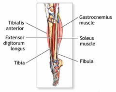 Drawing of lower leg muscles.