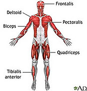 Drawing of major human muscles, from front of body.