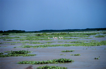 Roseate Spoonbills