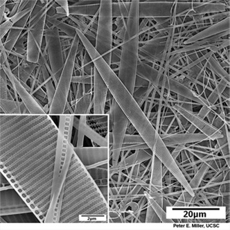 Scanning electron micrograph of <em>Pseudo-nitzschia</em> australis, 1,000x and 10,000x (inset)