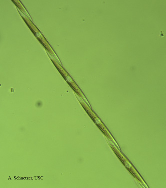 Chain of <em>Pseudo-nitzschia</em> australis cells under light microscopy
