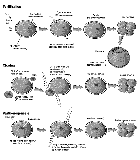 Diagram of early stages of human fertilization, cloning, and parthenogenesis