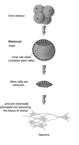 Stages in the development, isolation, and transformation of embryonic stem cells.