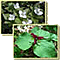 Two images of wildflowers: dwarf dogwood and red trillium.