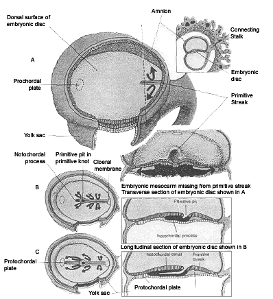 Scematic Drawings of Embryonic Disc