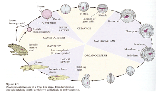 Developmental cycle of a frog