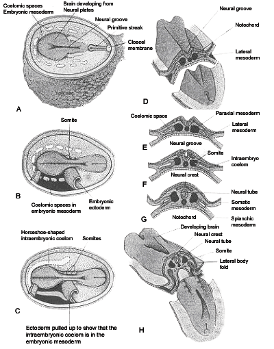 Schematic drawings of human embryo during third and fourth weeks