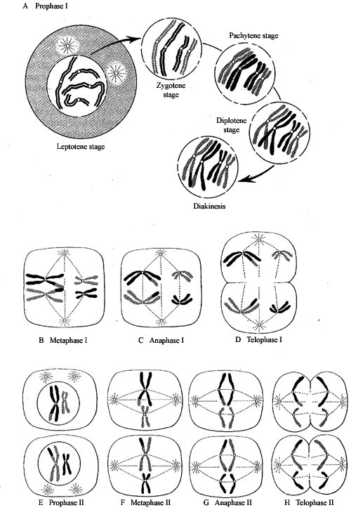 Schematic summary of major stages of meiosis in germ cell