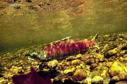  underwater photo of a salmon 