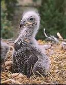 The first bald eagle to hatch on the northern Channel Islands in over 50 years.