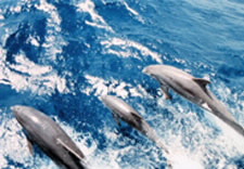 Photo of dolphins in ocean.