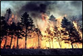[graphic] An image of a forest fire burning a stand of trees.