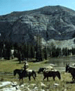 [photographic] A picture of a horse back rider leading several horses through an open field with a large mountain in the distance.