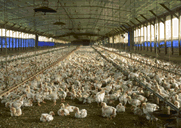 a poultry production facility