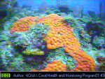 underwater cam screenshot of coral