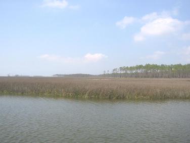 Picture of the view from the Grand Bay NERR mercury measurement tower.