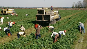 Agricultural workers