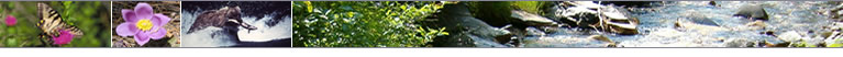 Image banner including pictures of wildlife, plants, and streams.