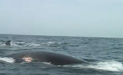 right whale with indication of ship strike