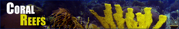 Coral Reefs banner