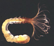 sabellid worm