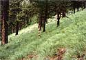 Vegetation Plot - August 1995