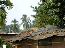 Photo: Palms and Poverty, Kolkata Subdivision