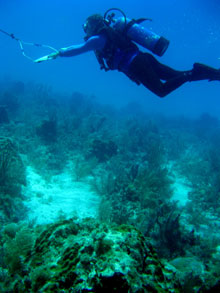 Diver looking for lobster traps