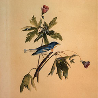 Audubon's 'Blue Yellow Back Warbler.'