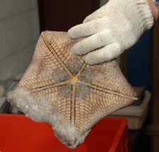 Shake hands with a star: This deep water starfish is only one of 60,000 samples in NCI’s Natural Products Branch. The NPB brings in raw materials from terrestrial and marine environments worldwide to be held in its Frederick repository.