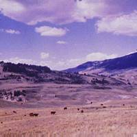 Sheep [cattle] on the Gravelly Range at the Foot of Black Butte, Madison County, Montana, 1942