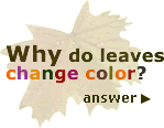 [graphic] Why do Leaves Change Color?