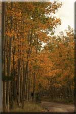 [photo] Lockett Meadow on Oct. 4, 2008 third in a series