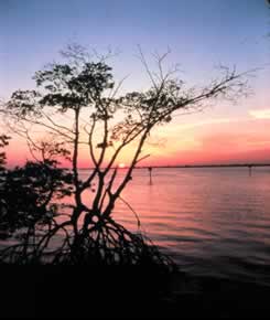 Mangroves of South Florida are threatened coastal development