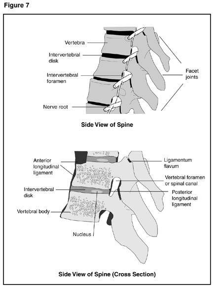 Side view of spine (cross section)