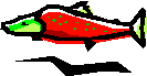 Drawing of a red salmon with a green head.