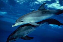 photo of Spotted dolphins