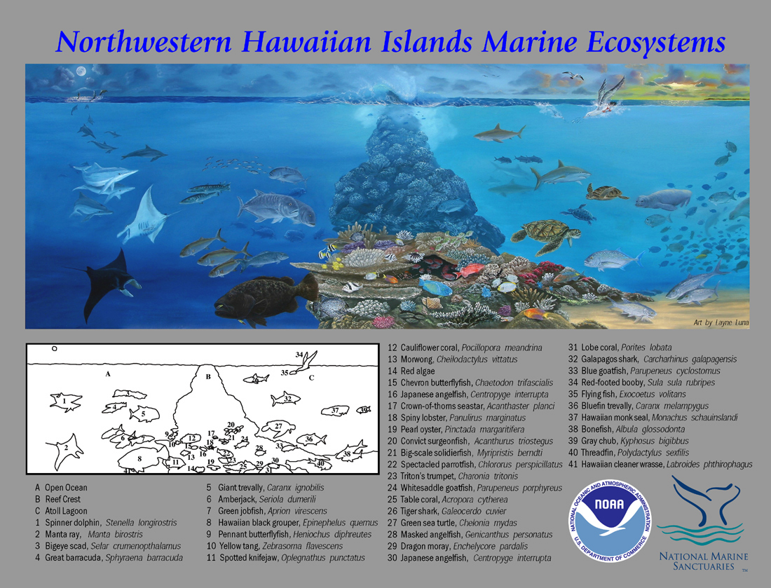 NWHI Coral Reef Mural with Identification Guide.