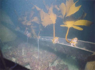 Young plants transplantation of Ecklonia