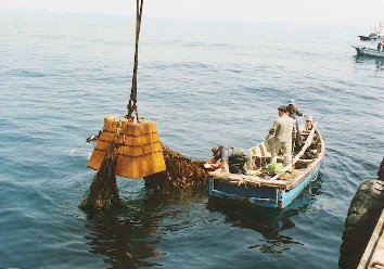 Artificial reefs for rooted seaweed attachment