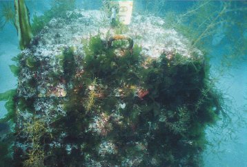  Young seaweeds growing on the artificial reefs