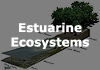 The Estuarine Ecosystems