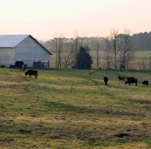 Mississippi Farmland