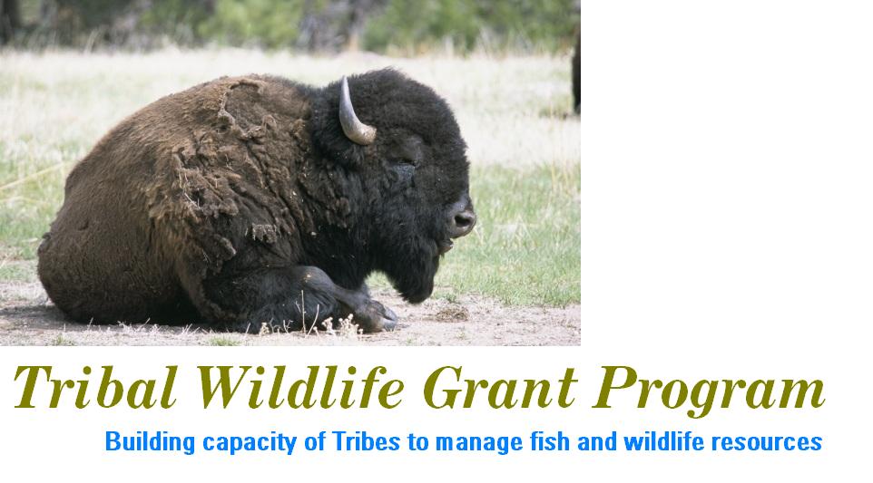 Tribal Wildlife Grant Program